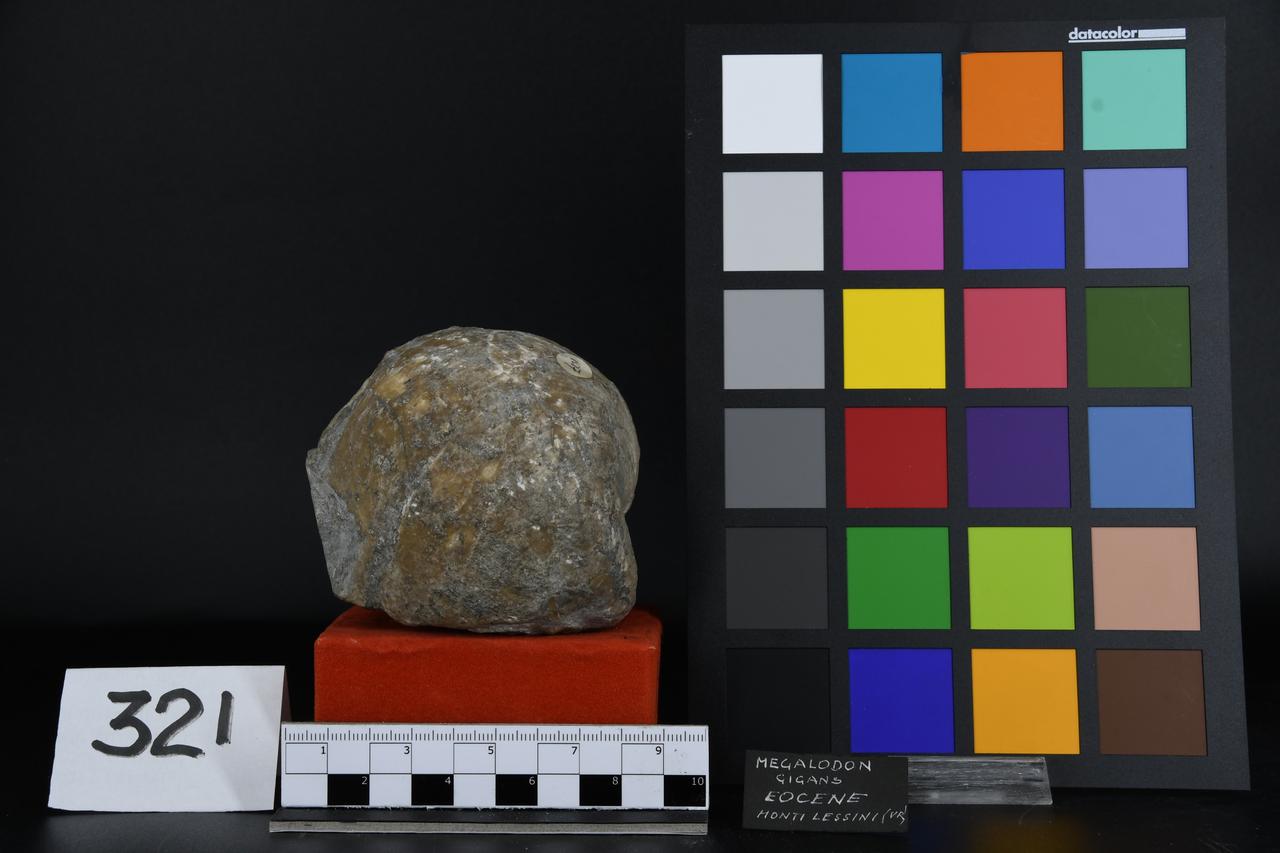 fossile (Megalodon gigans, esemplare)