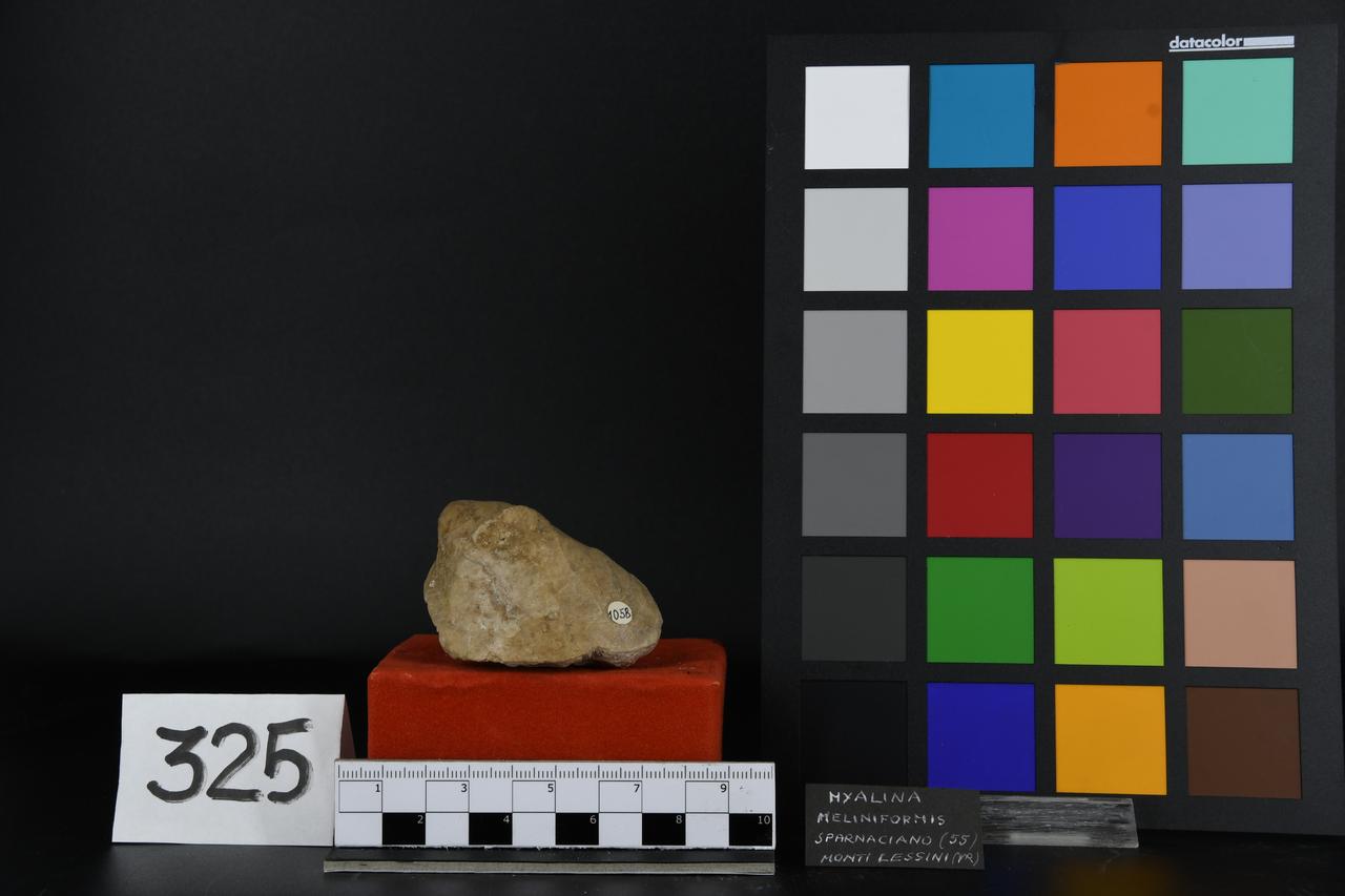 fossile (Myalina meliniformis, esemplare)