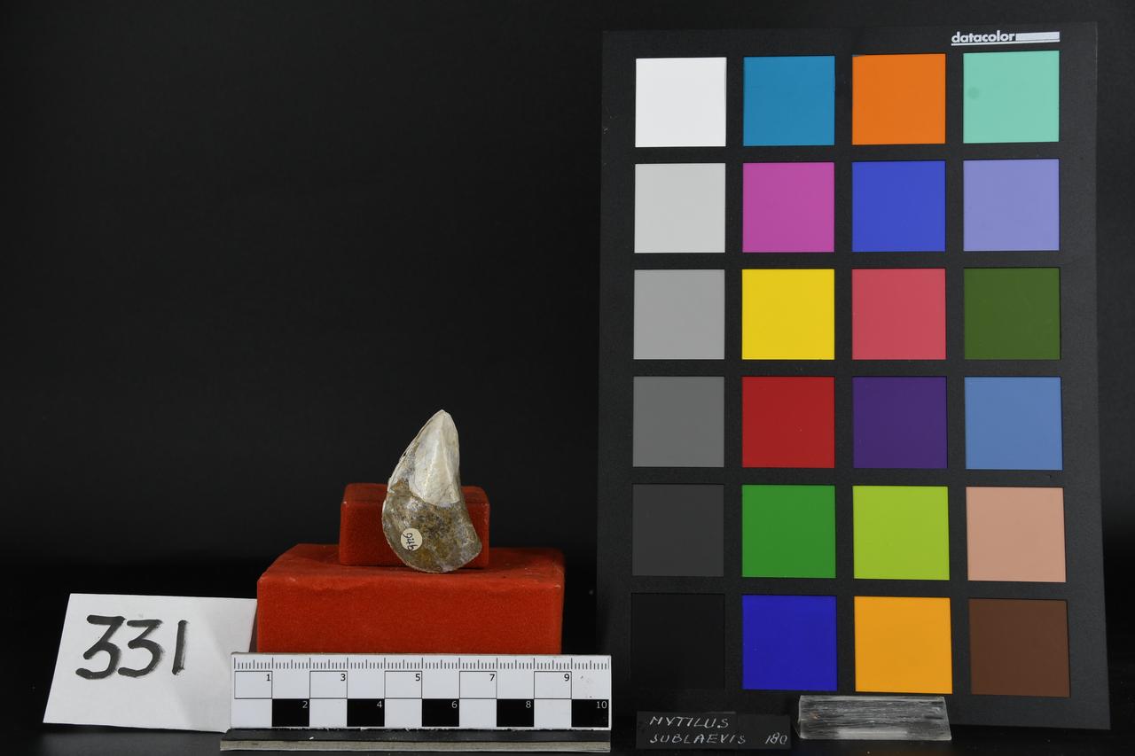 fossile (Mytilus sublaevis, esemplare)