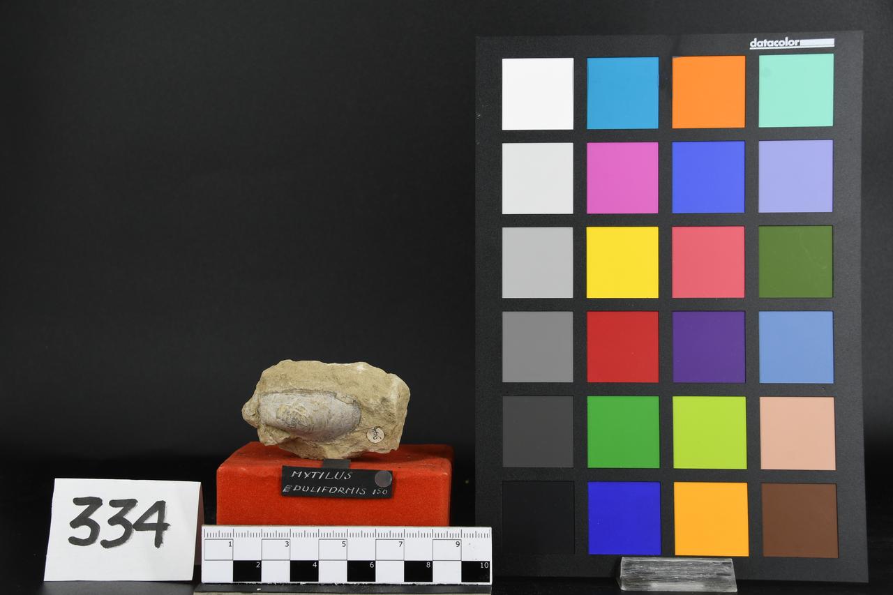 fossile (Mytilus eduliformis, esemplare)