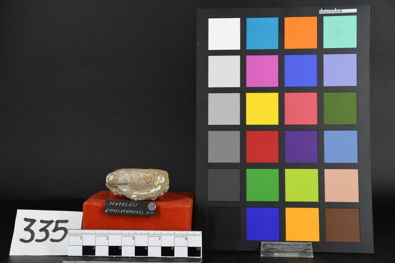 fossile (Mytilus eduliformis, esemplare)