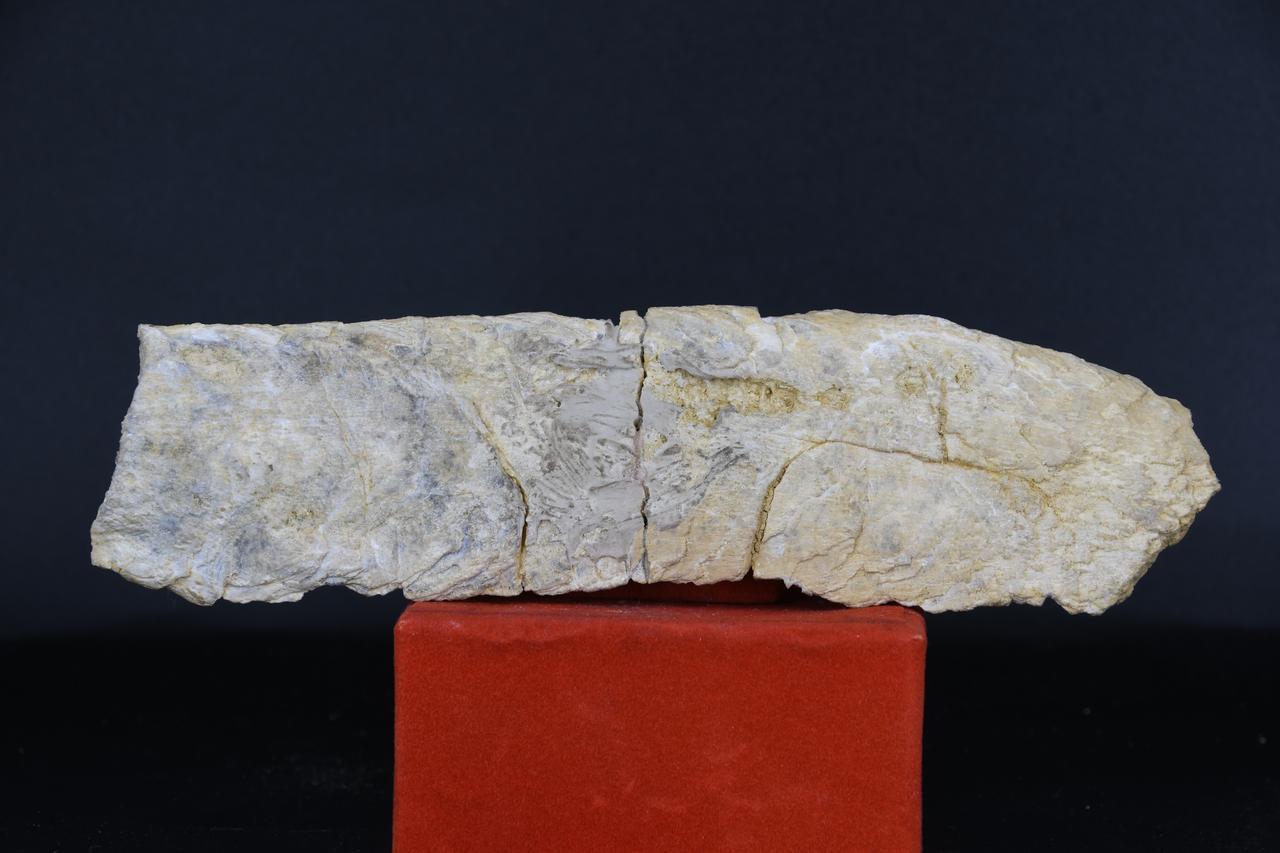 fossile (Indeterminato, esemplare)