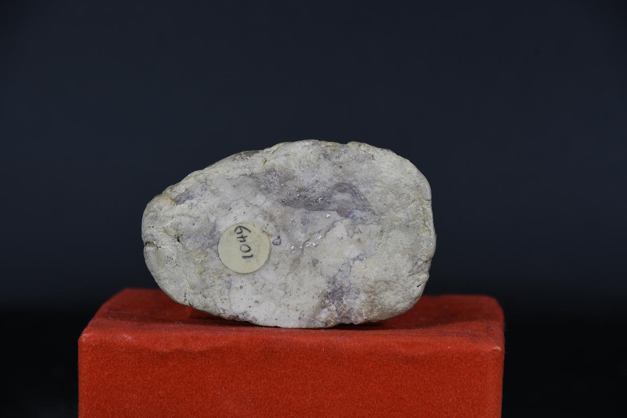 fossile (Inoceramus labiatus, esemplare)