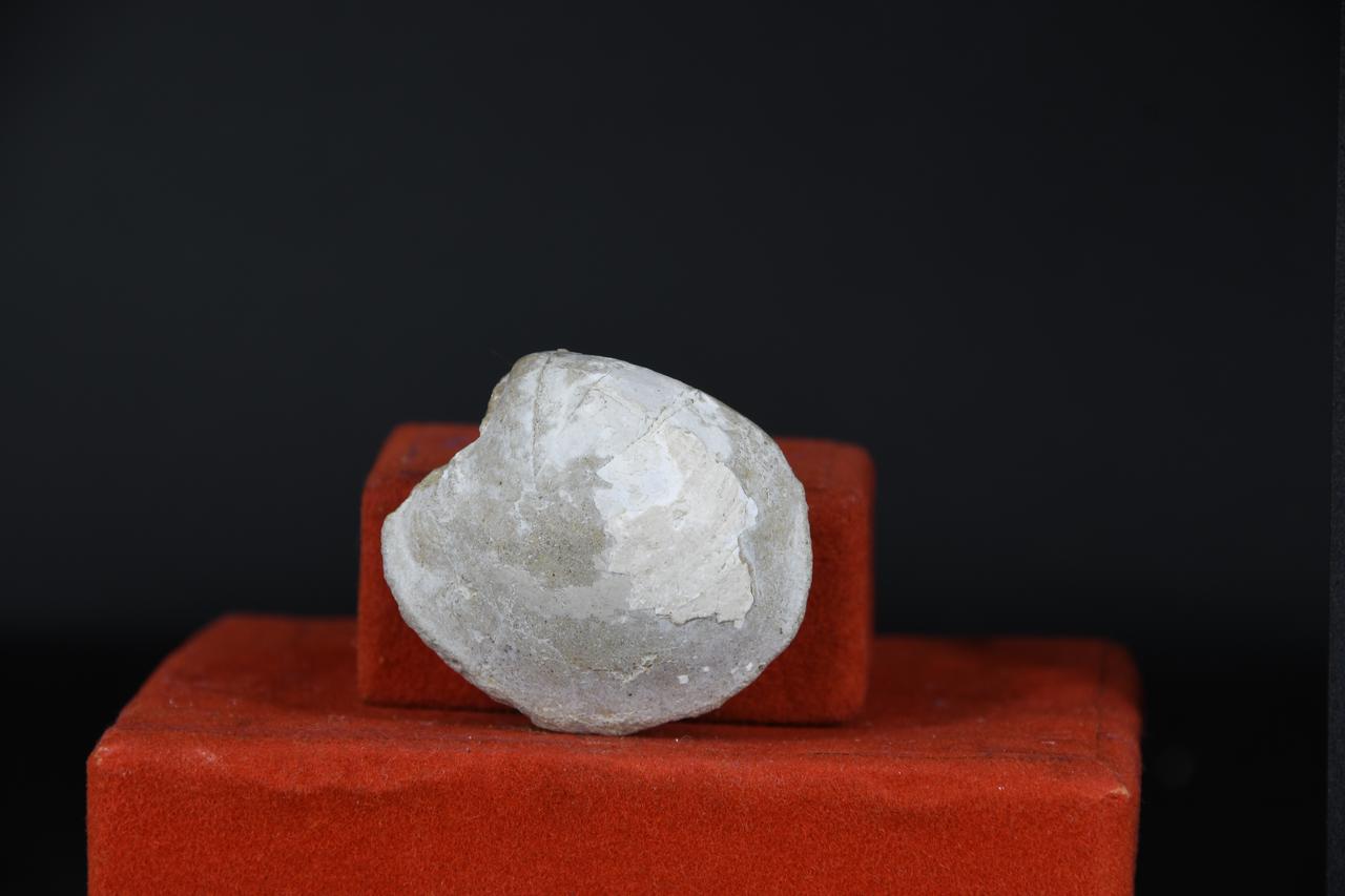 fossile (Nucula sp, esemplare)