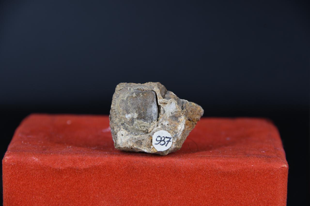 fossile (Indeterminato, esemplare)