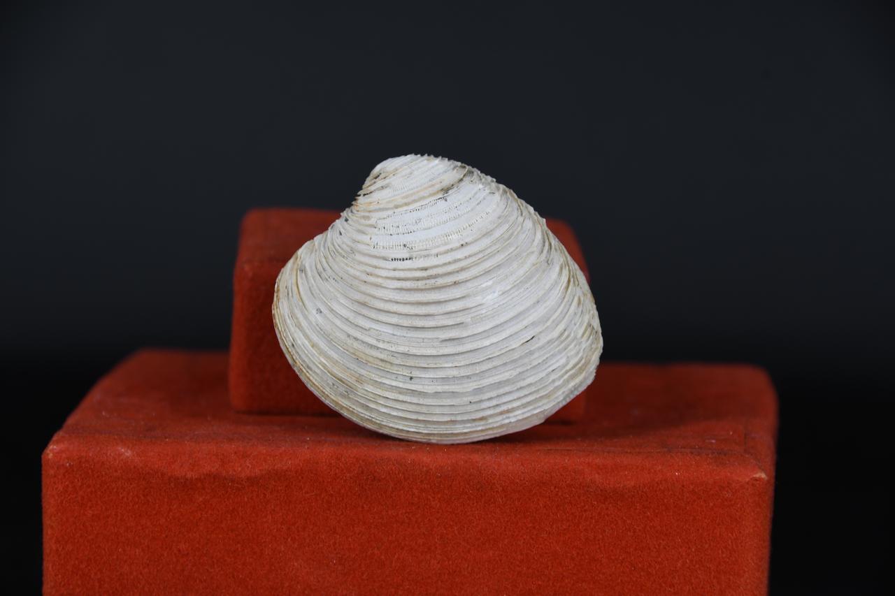 fossile (Venus plicata, esemplare)