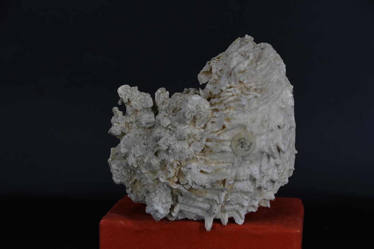 fossile (Spondilus gaederopus, esemplare)