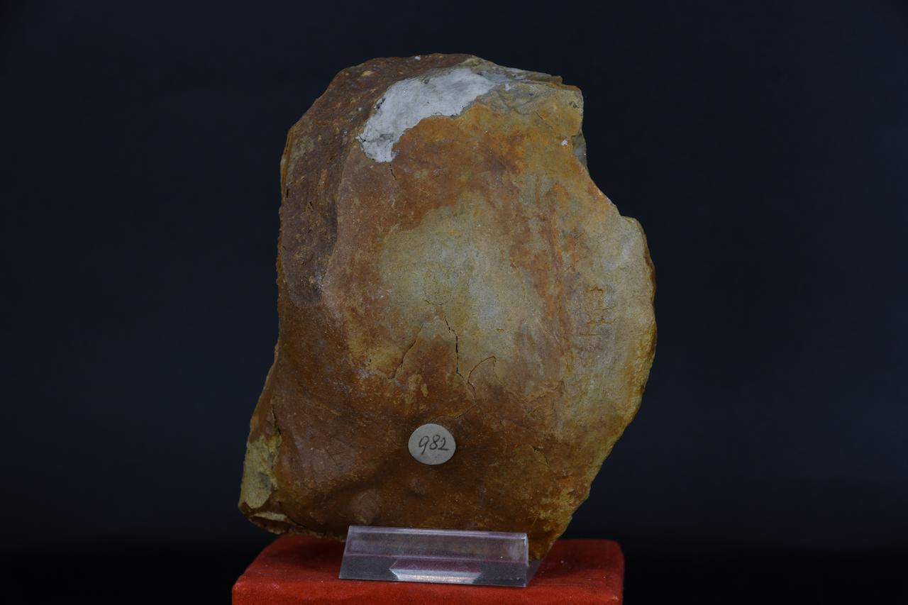 fossile (Pedalion maxillatus, esemplare)