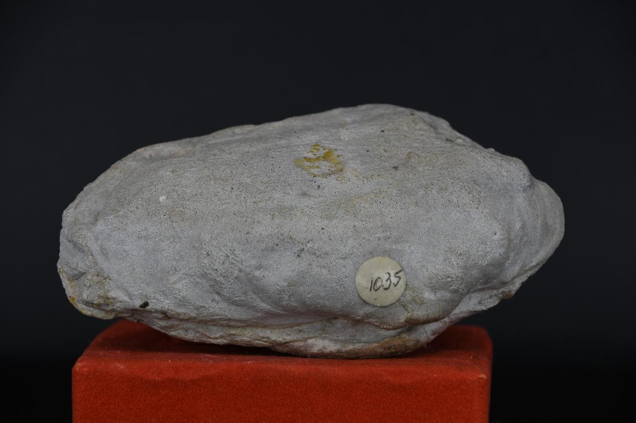 fossile (Pholas dactilus, esemplare)