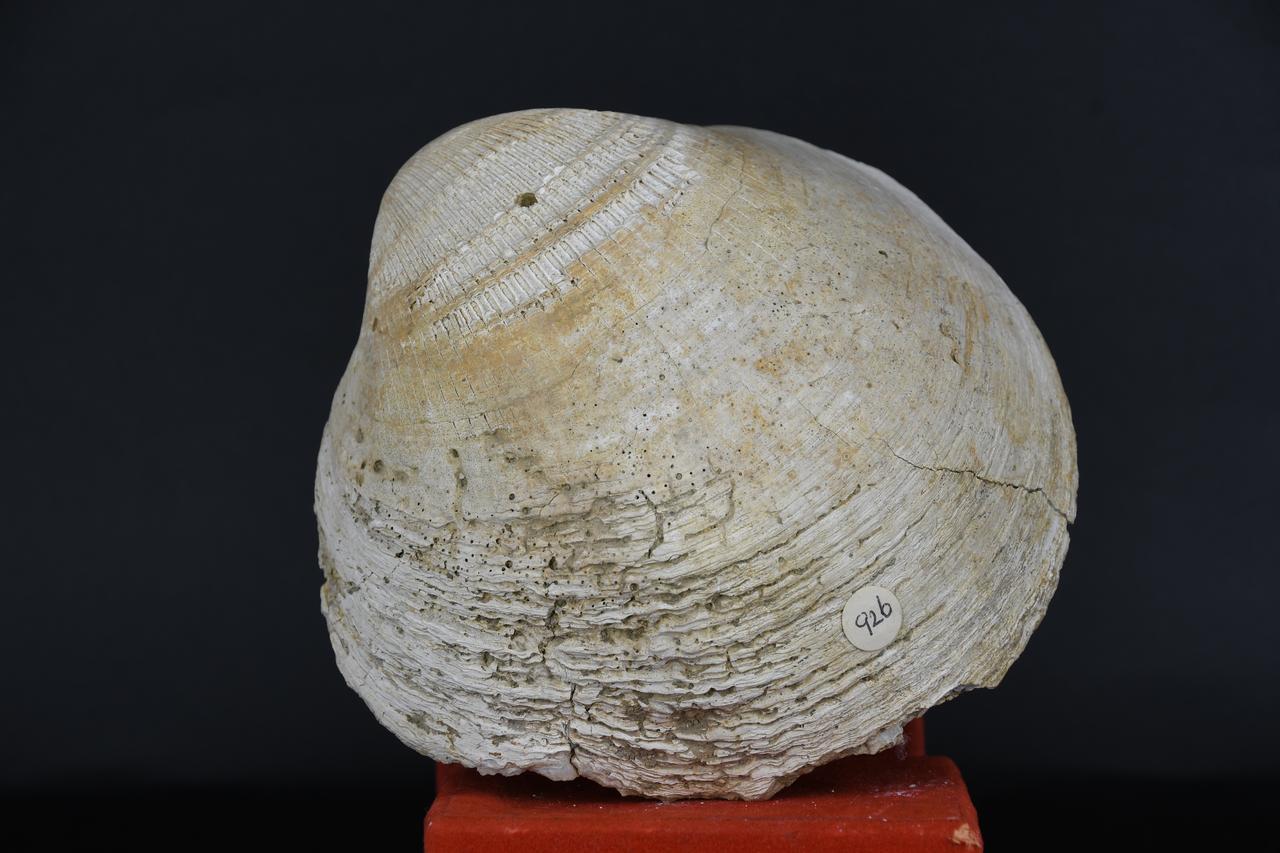 fossile (Glycymeris bimaculata, esemplare)