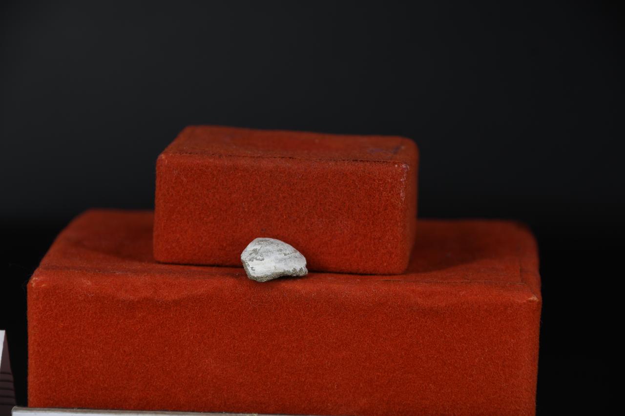 fossile (Indeterminato, esemplare)