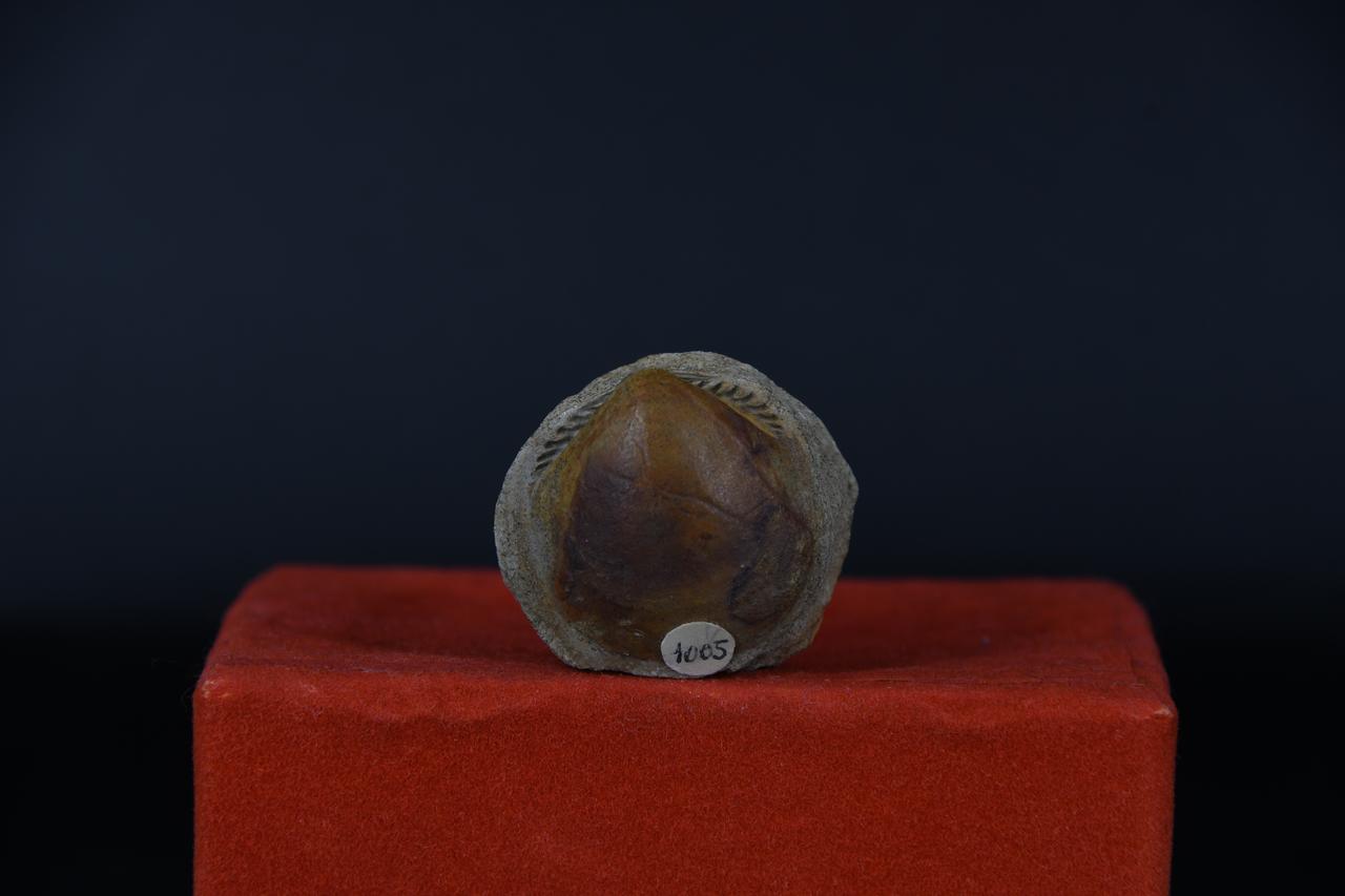 fossile (Indeterminato, esemplare)