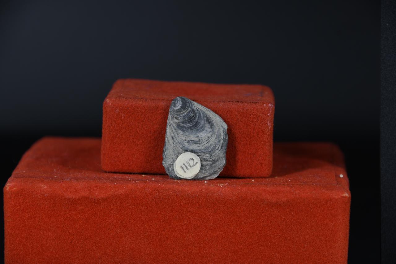 fossile (Ostrea sparnacensis, esemplare)