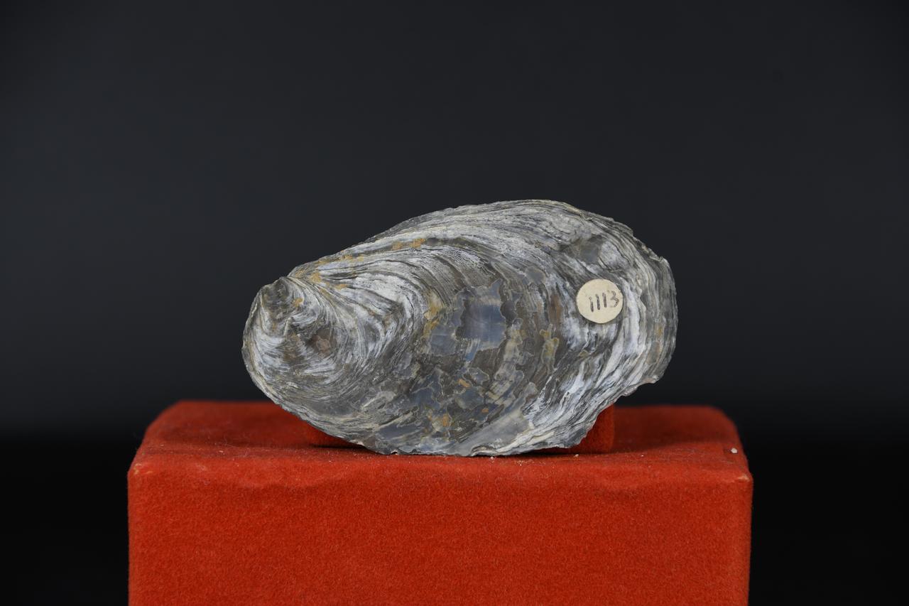fossile (Ostrea sparnacensis, esemplare)