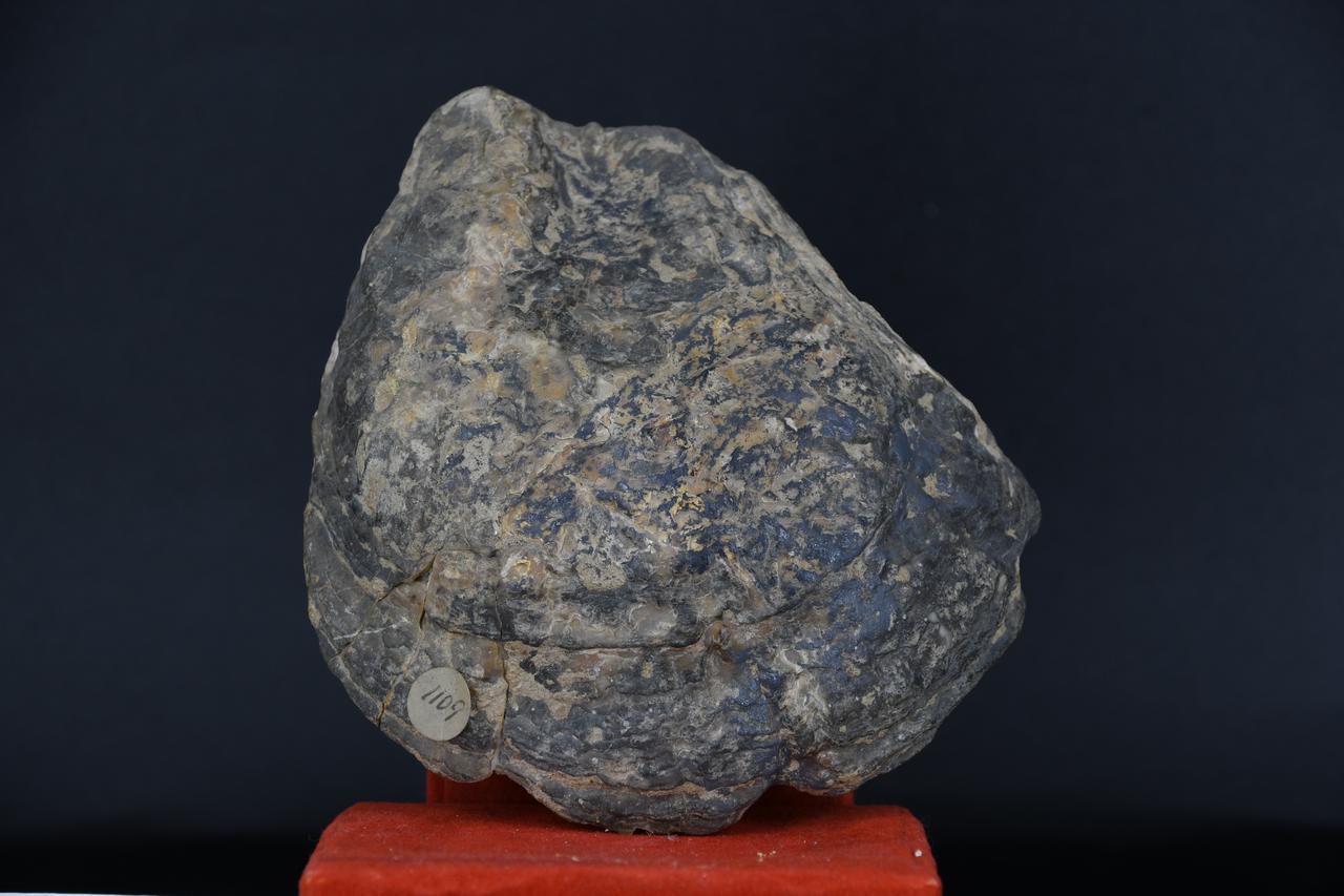 fossile (Ostrea sp, esemplare)