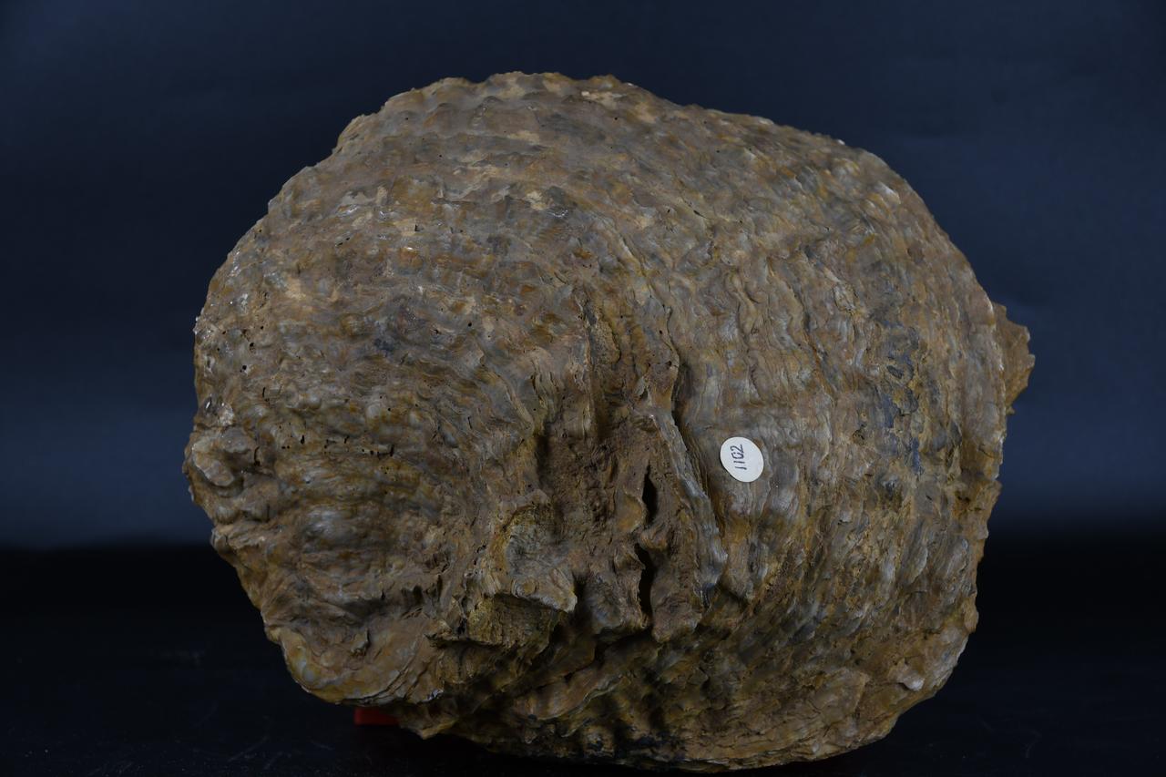 fossile (Ostrea deltoidea, esemplare)