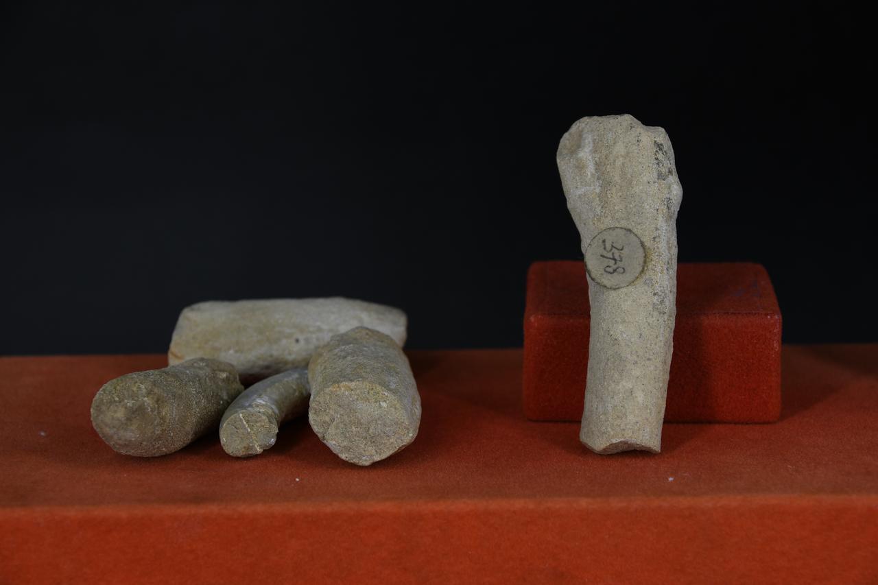 fossile (Zampe di granchio, indeterminato, insieme)