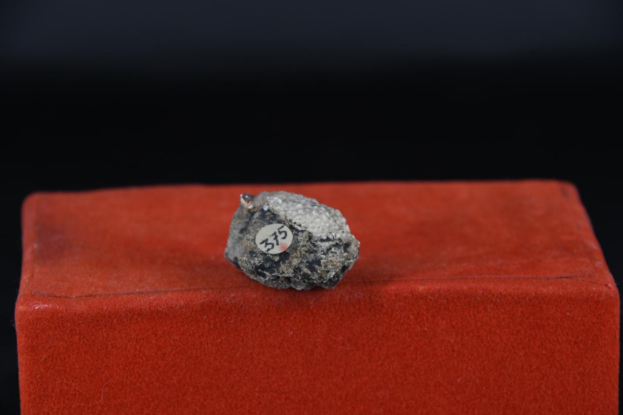 fossile (Micromaia tubercolata, esemplare)