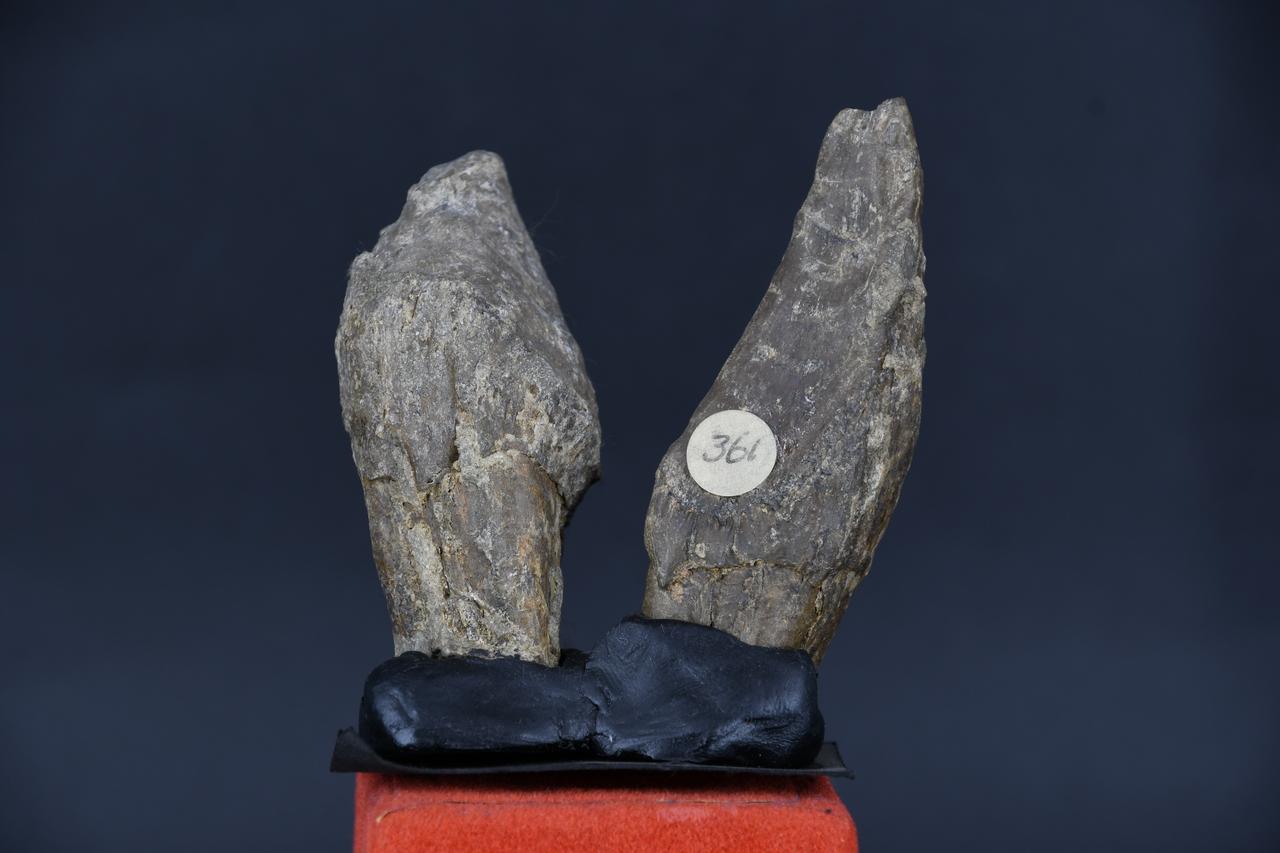 fossile (Harpactocarcinus punctulatus, insieme)