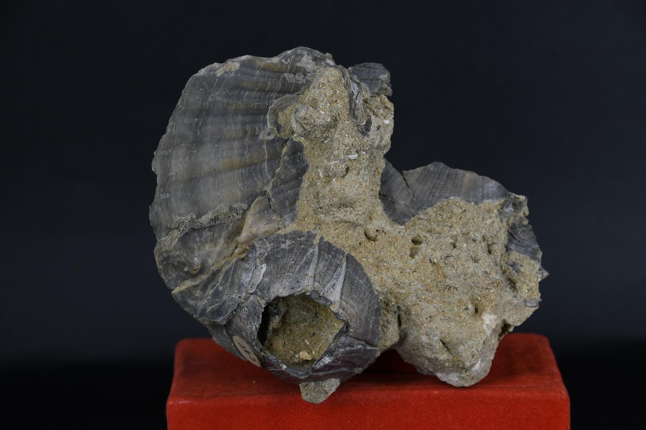 fossile (Balanus concavus su Pecten jacobea, associazione fossile)