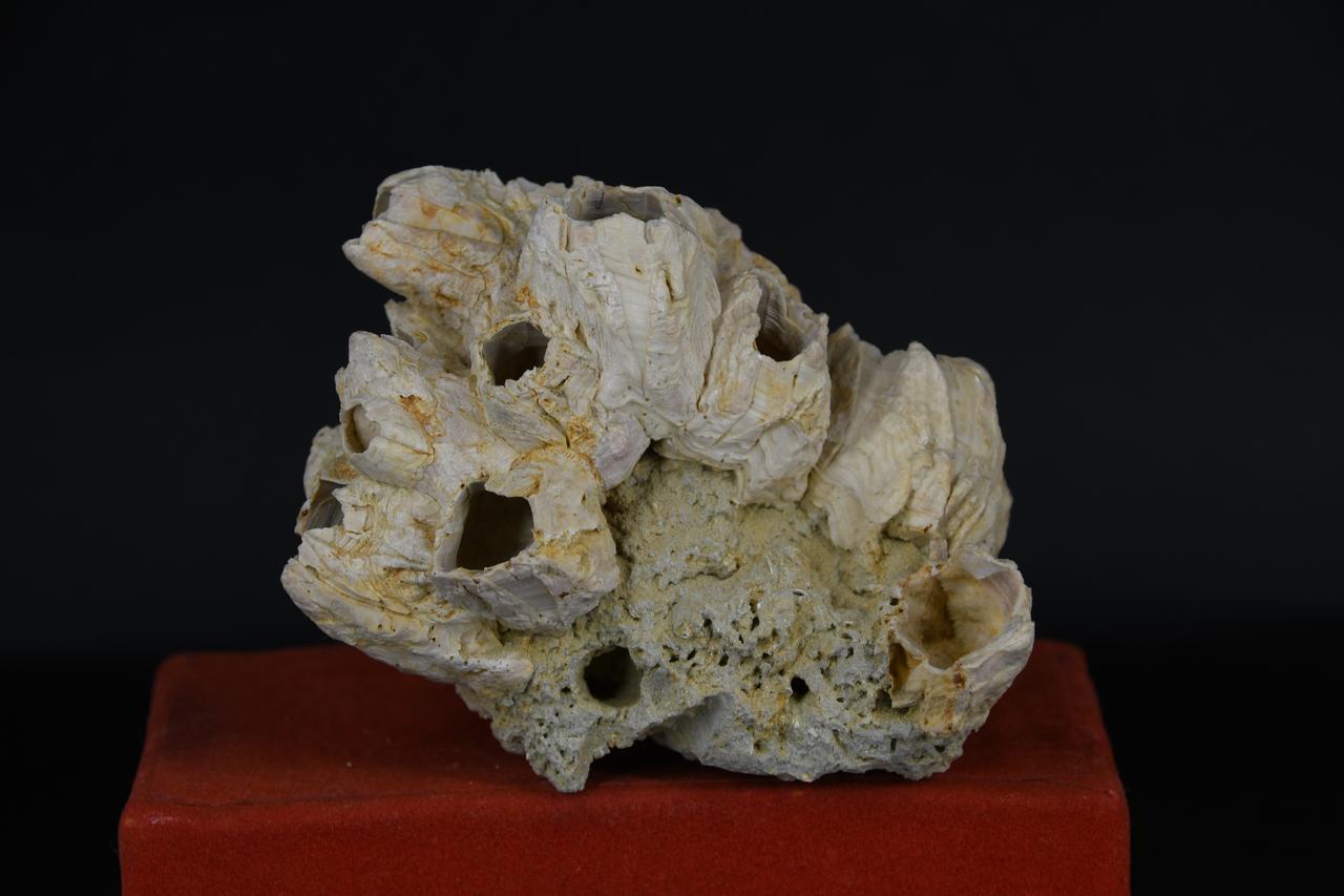 fossile (Balanus, esemplare)