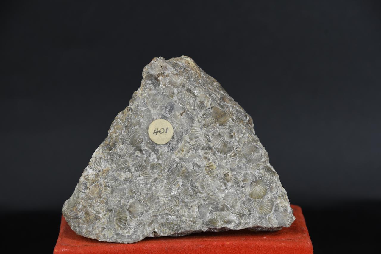 fossile (Terebratulina substriata, esemplare)