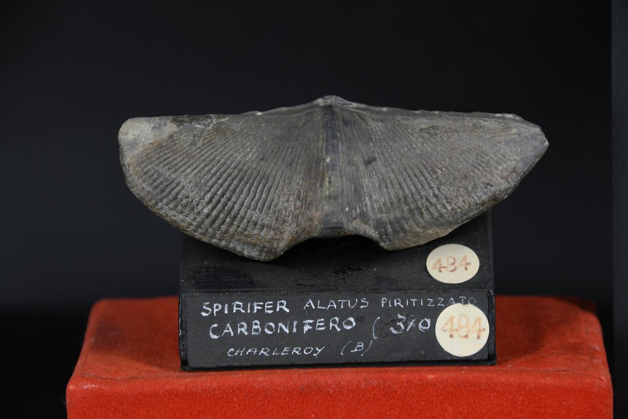 fossile (Spirifer alatus piritizzato, esemplare)