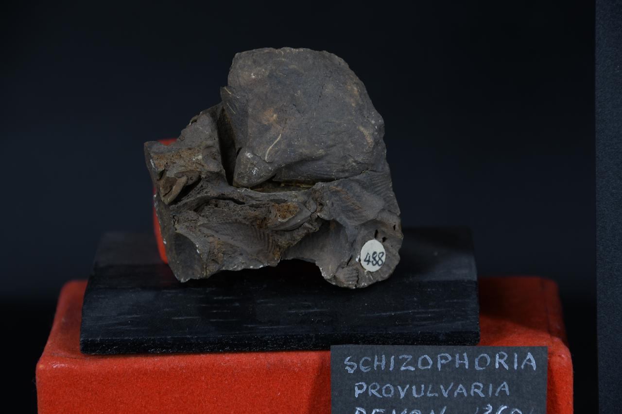 fossile (Schizophoria provulvaria, esemplare)