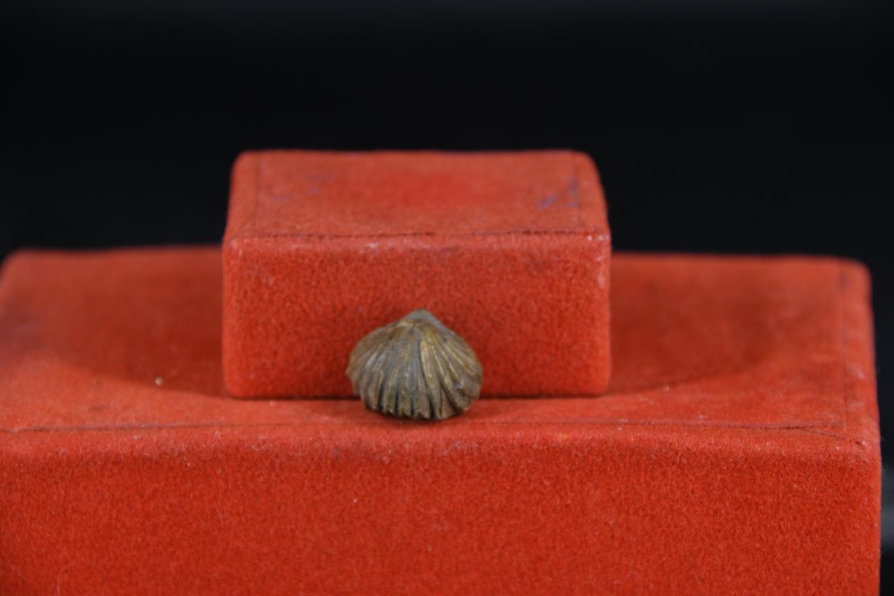 fossile (Rhynconella ninfa, esemplare)