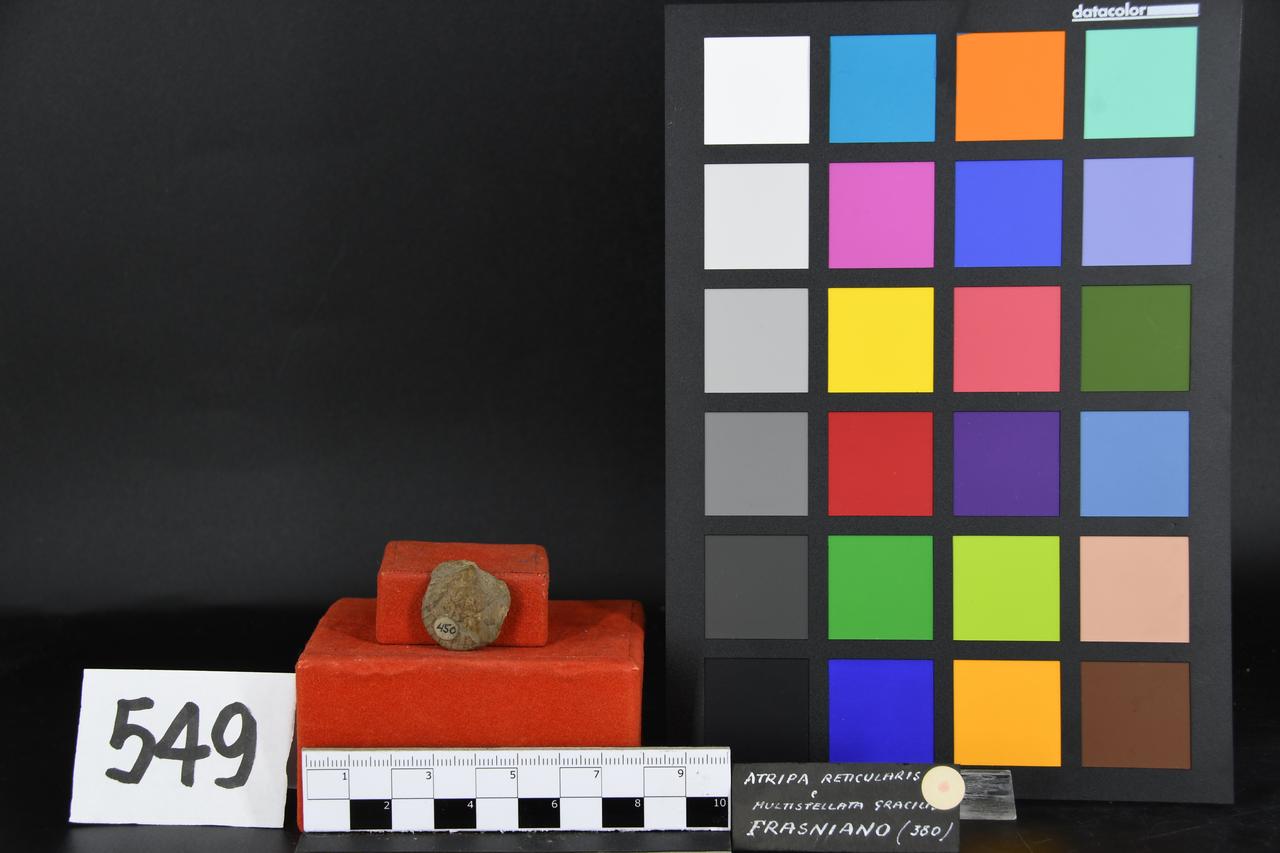 fossile (Multistellata gracilis, esemplare)