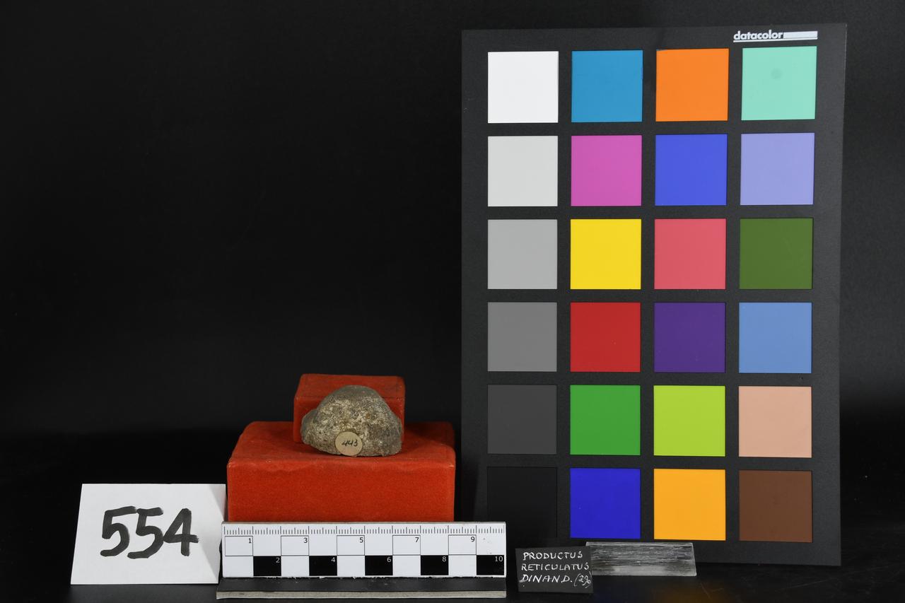 fossile (Productus reticulatus, esemplare)