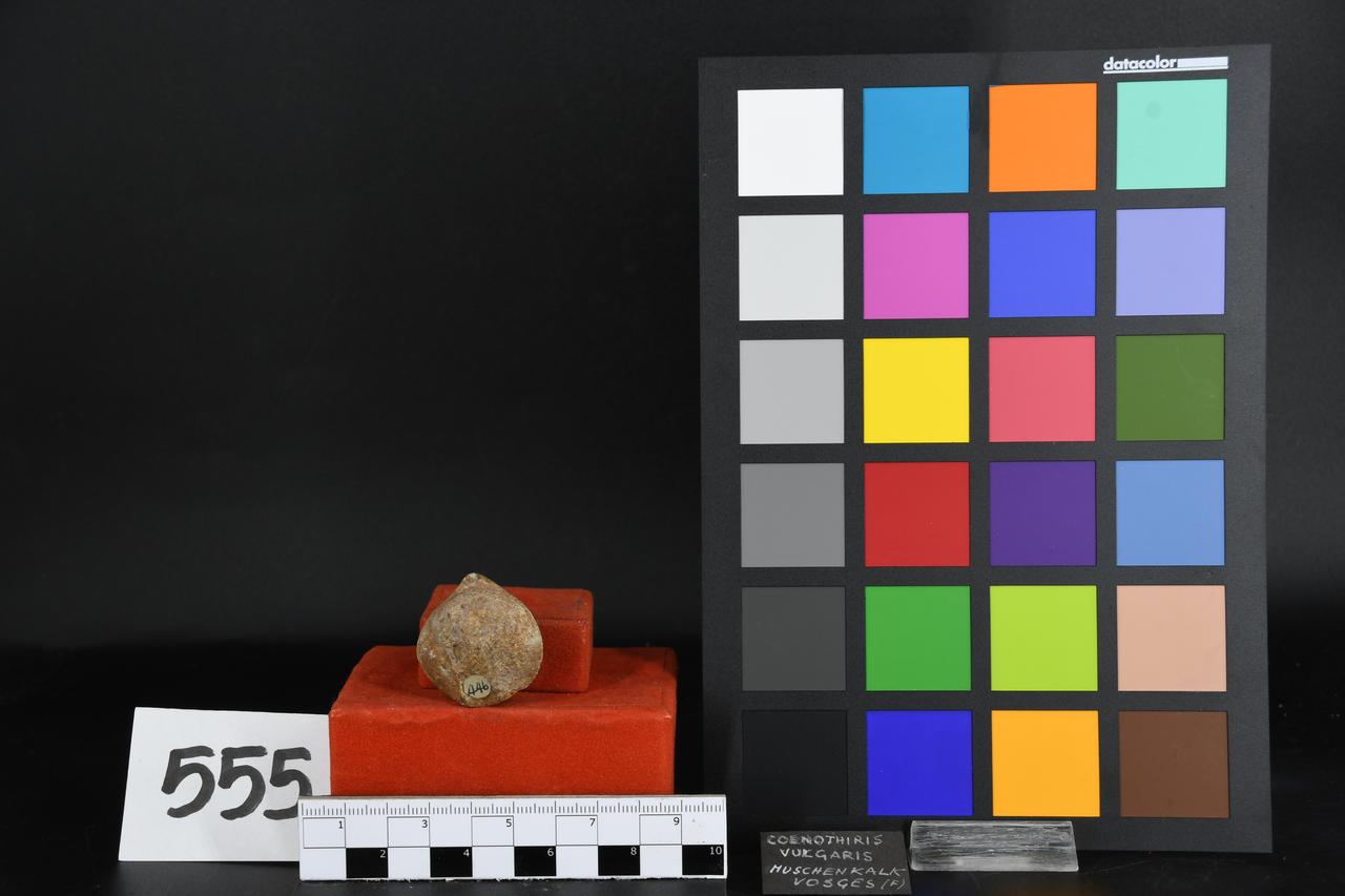 fossile (Coenothiris vulgaris, esemplare)