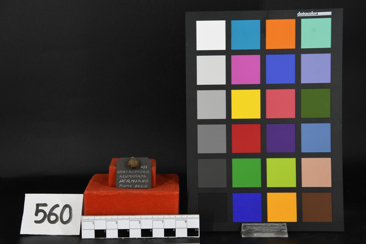 fossile (Chamarophoria acuminata, esemplare)