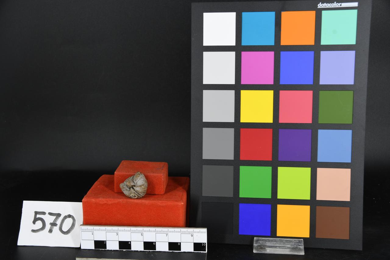 fossile (Brachiopode indeterminato, esemplare)