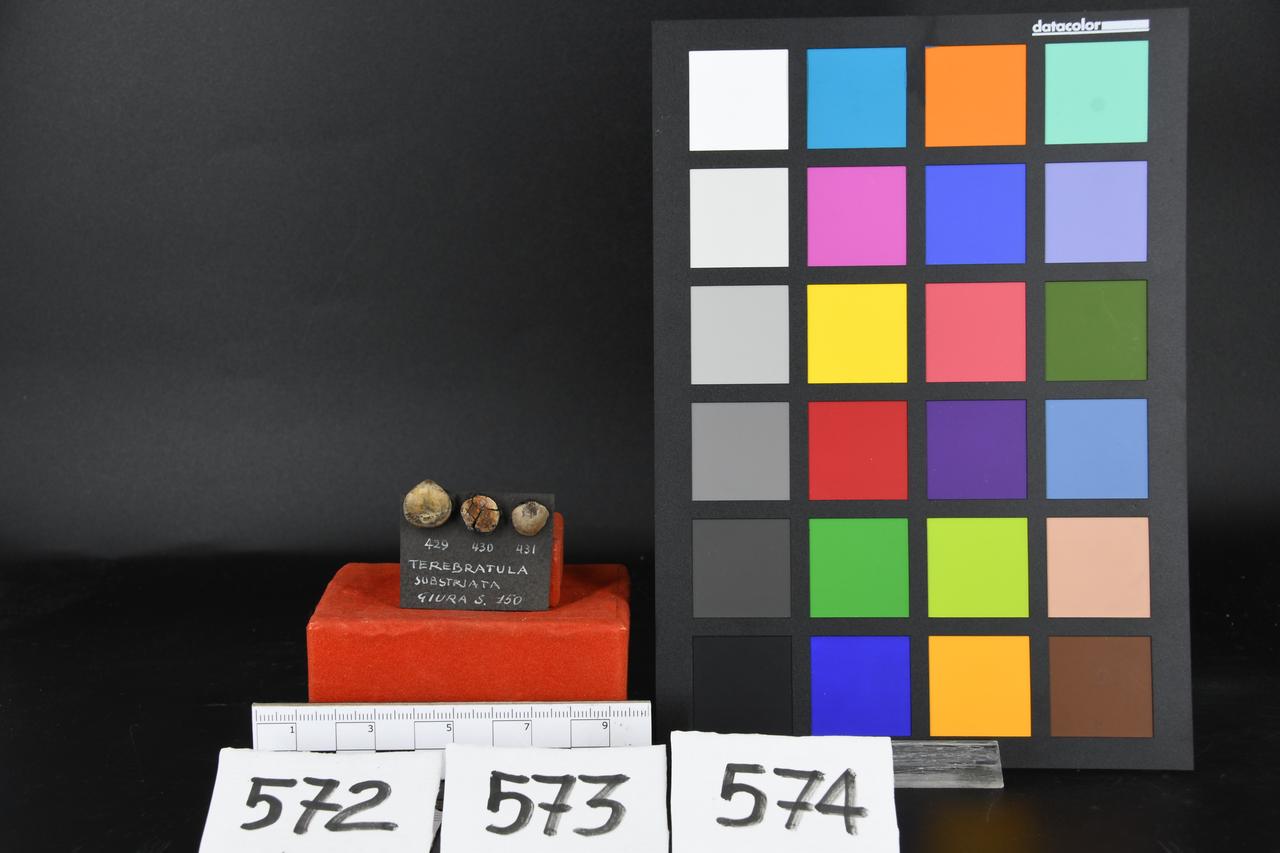 fossile (Terebratula substriata, esemplare)