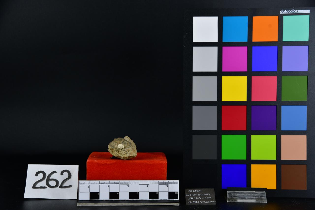 fossile (Pecten subarticulatus, esemplare)