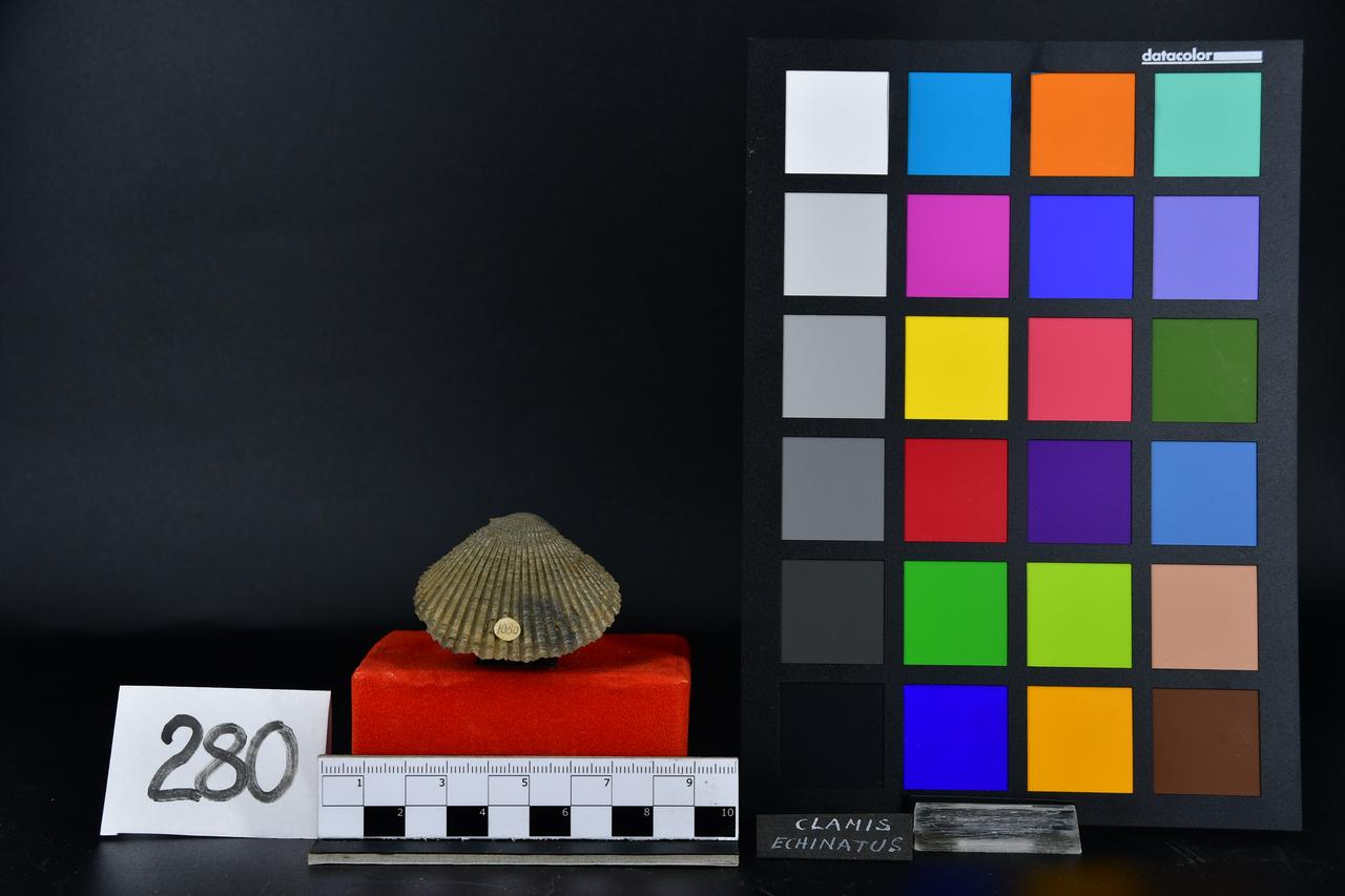 fossile (Chlamys echinatus, esemplare)