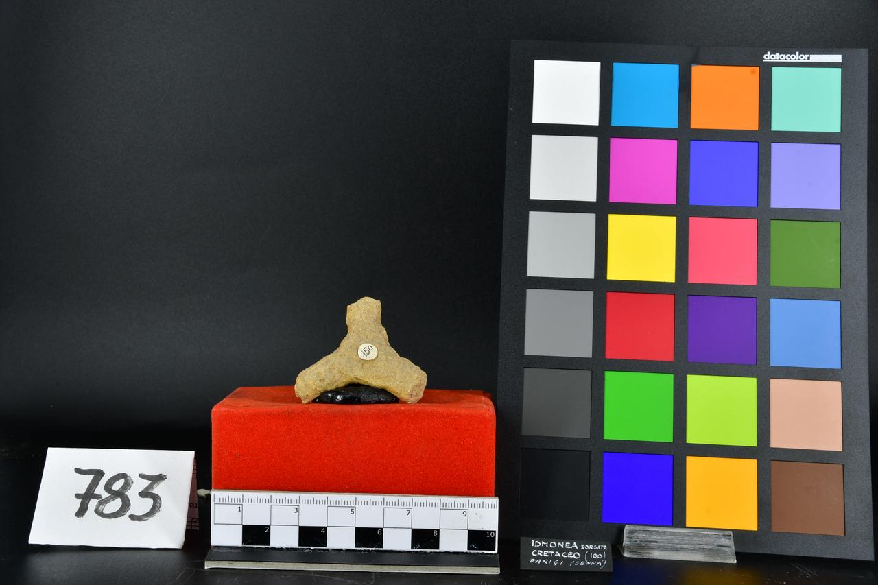 fossile (Idmonea dorsata, esemplare)