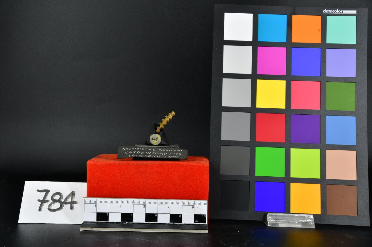 fossile (Archimedes wortheni, esemplare)