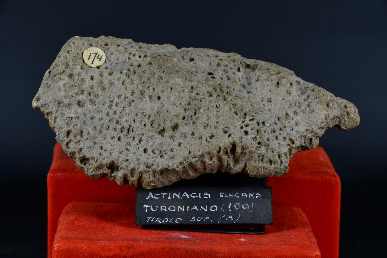 fossile (Actinacis elegans, esemplare)