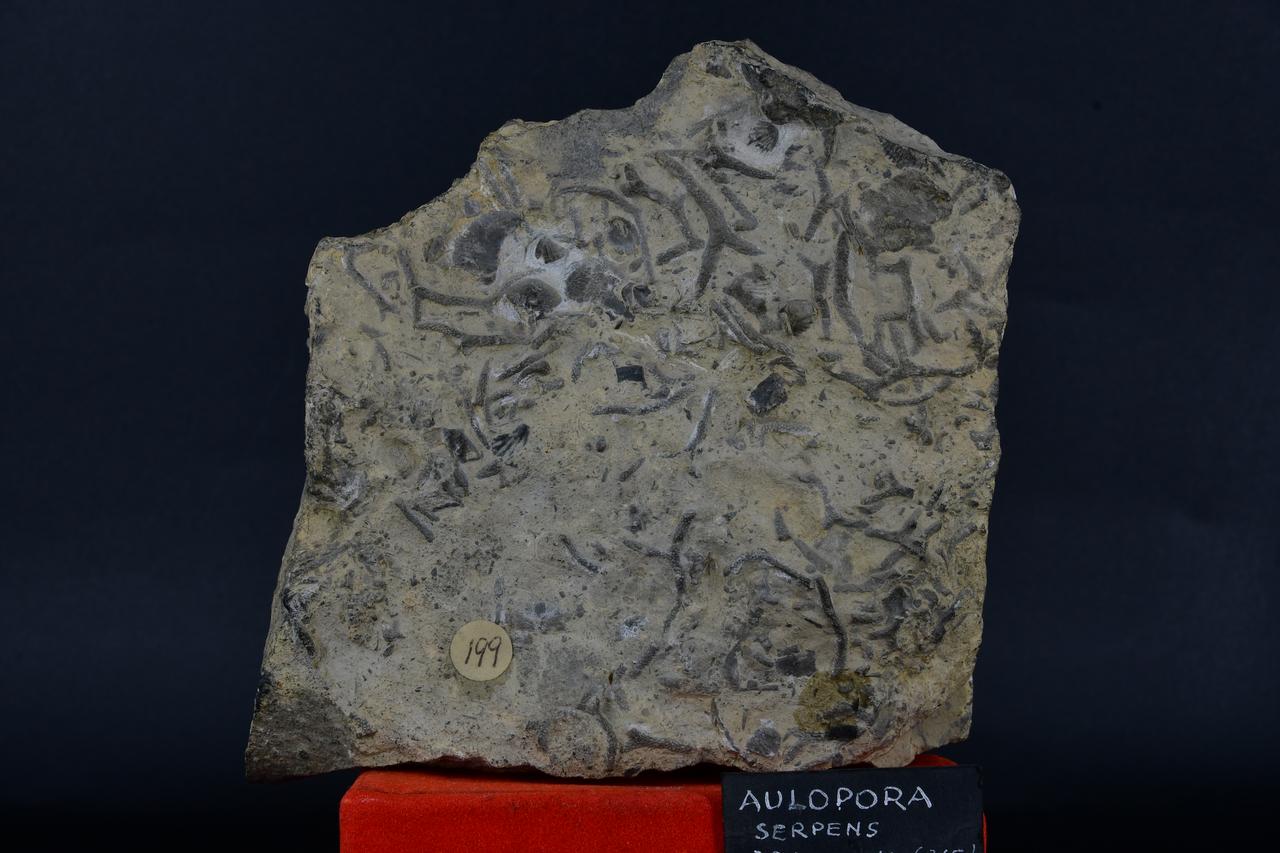 fossile (Aulopora serpens, esemplare)