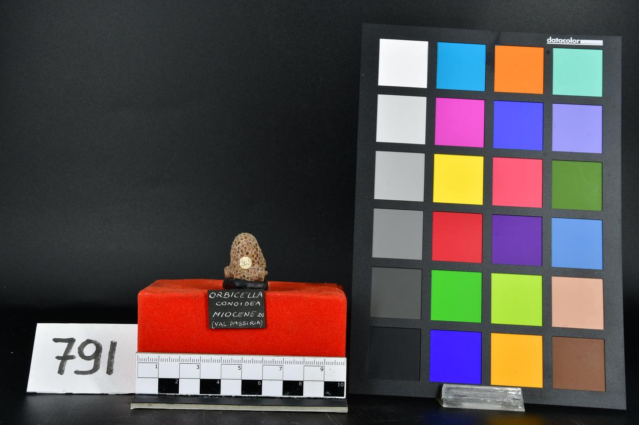 fossile (Orbicella conoidea, esemplare)