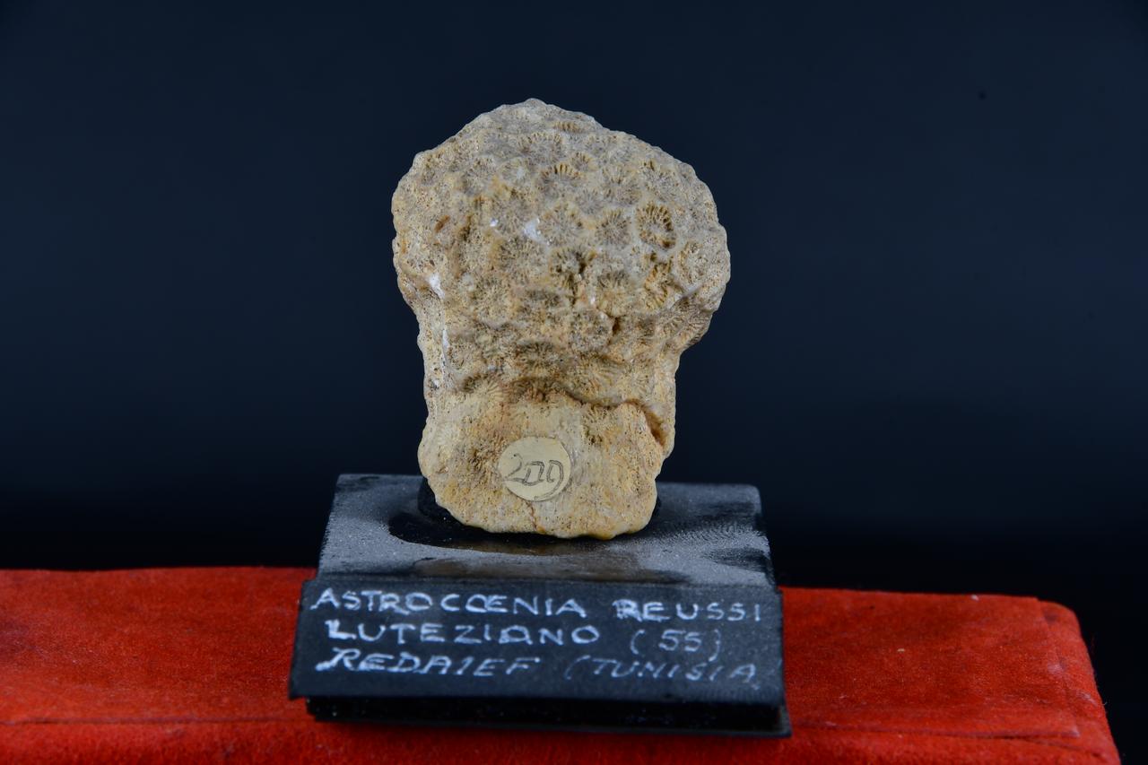 fossile (Astrocoenia reussi, esemplare)