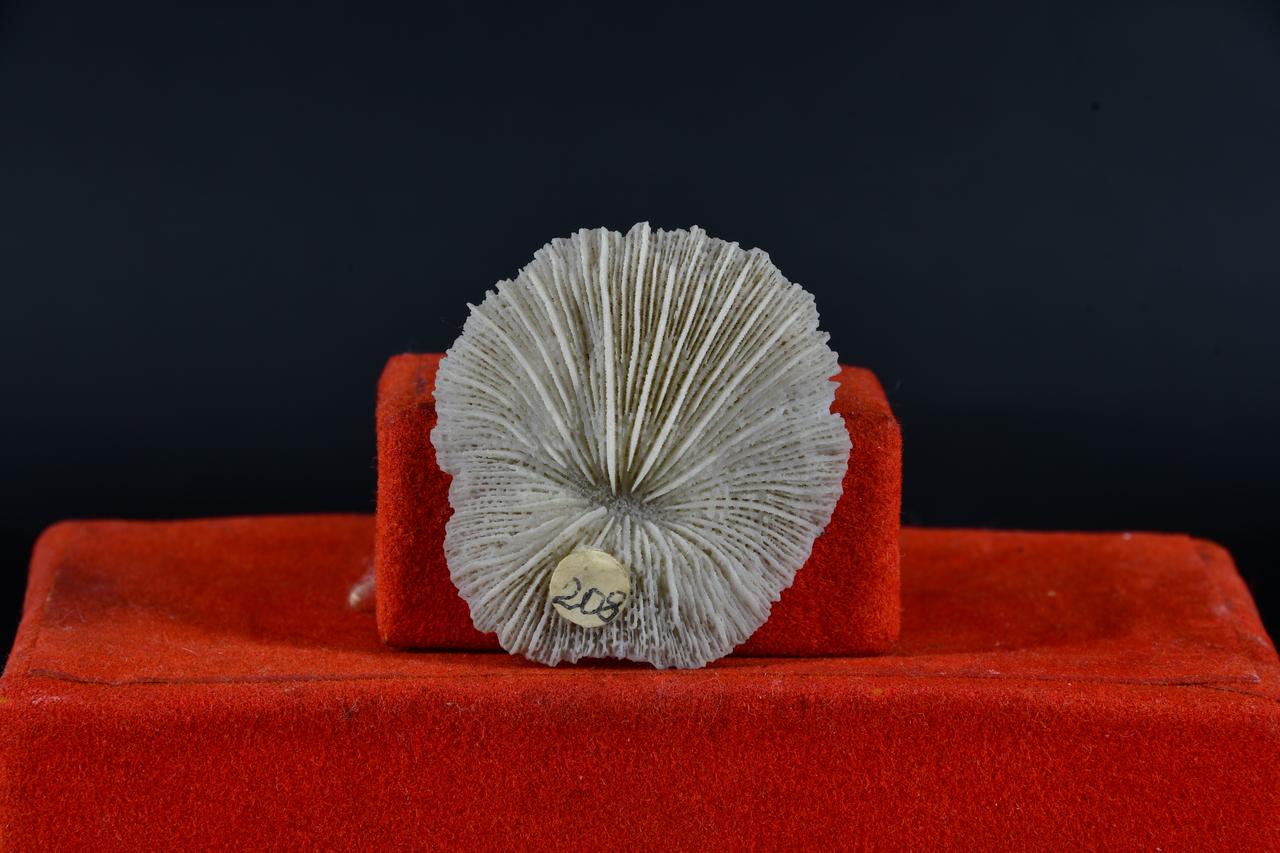 fossile (Ciclolites, esemplare)