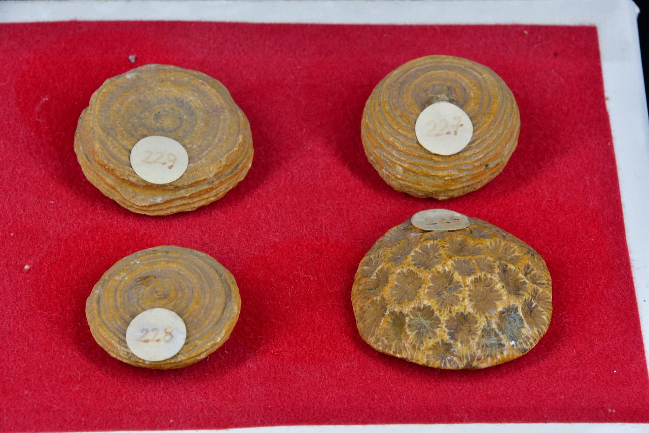 fossile (Fossile indeterminato, insieme)