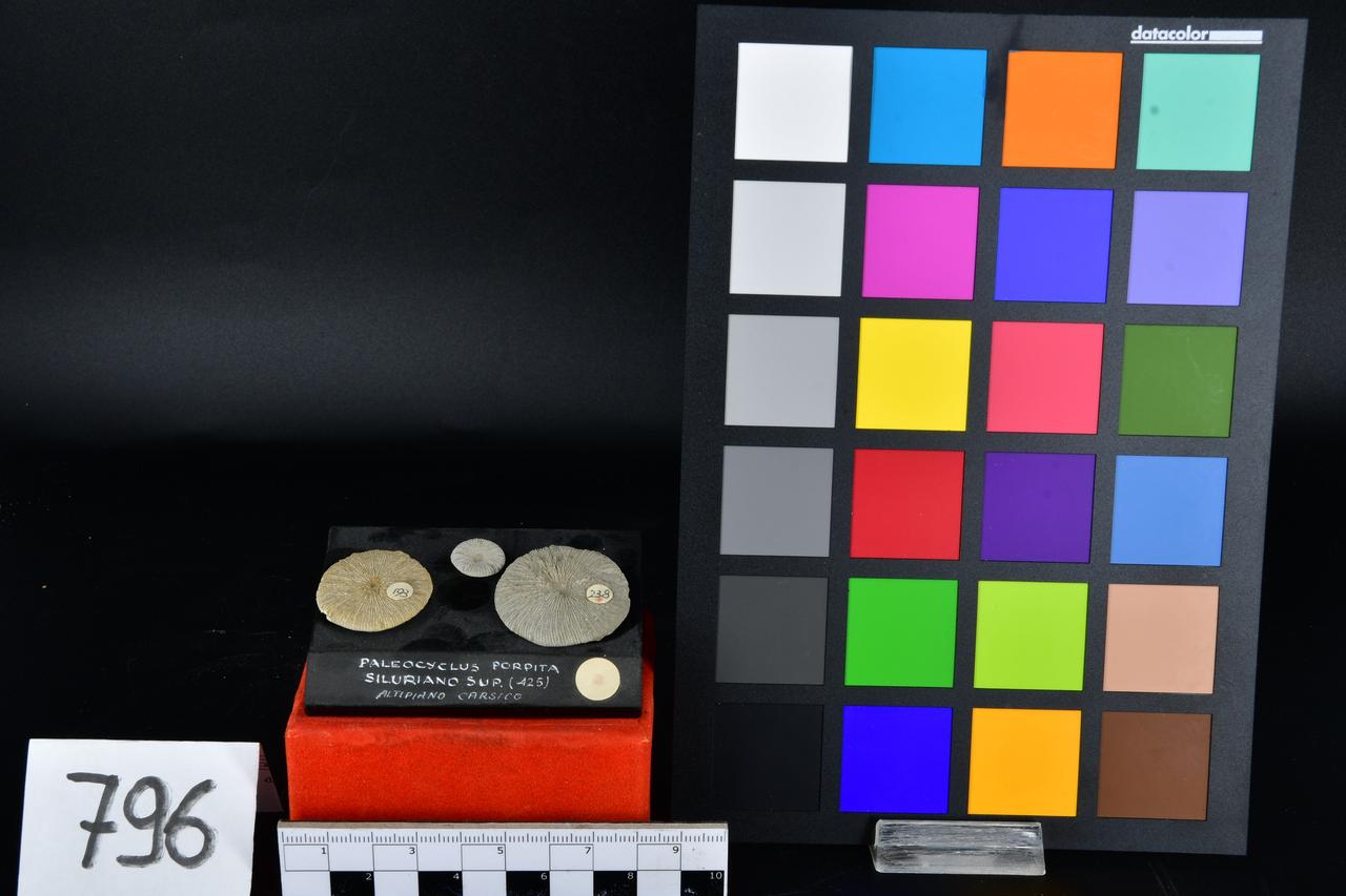 fossile (Paleocyclus porpita, serie)