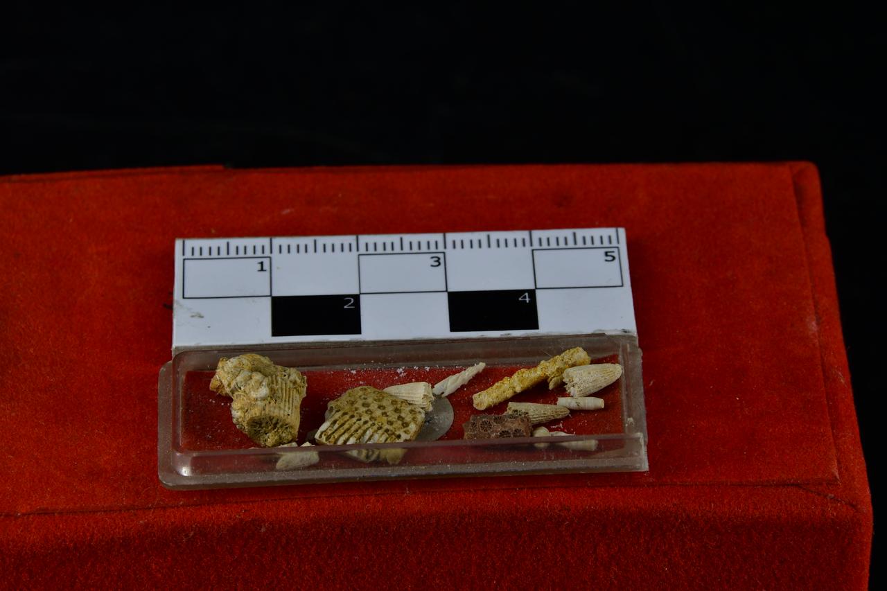 fossile (Fossile indeterminato, insieme)