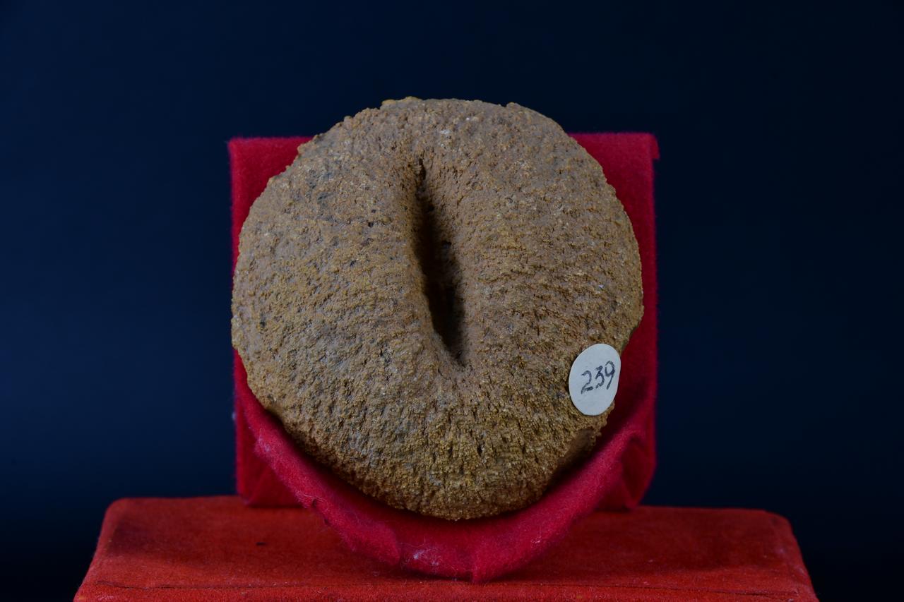 fossile (Cyclolites elliptica, esemplare)