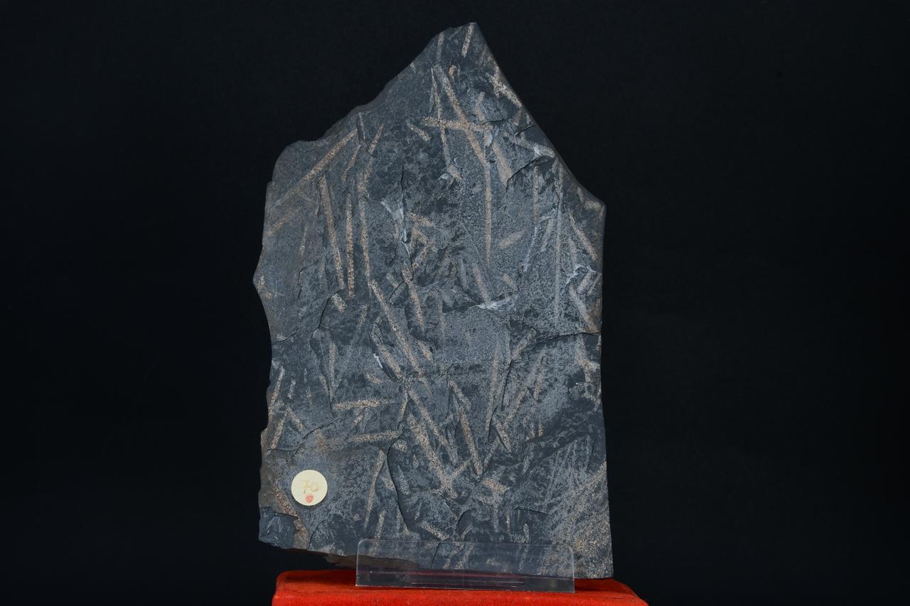 fossile (Monograptus priodon, associazione fossile)