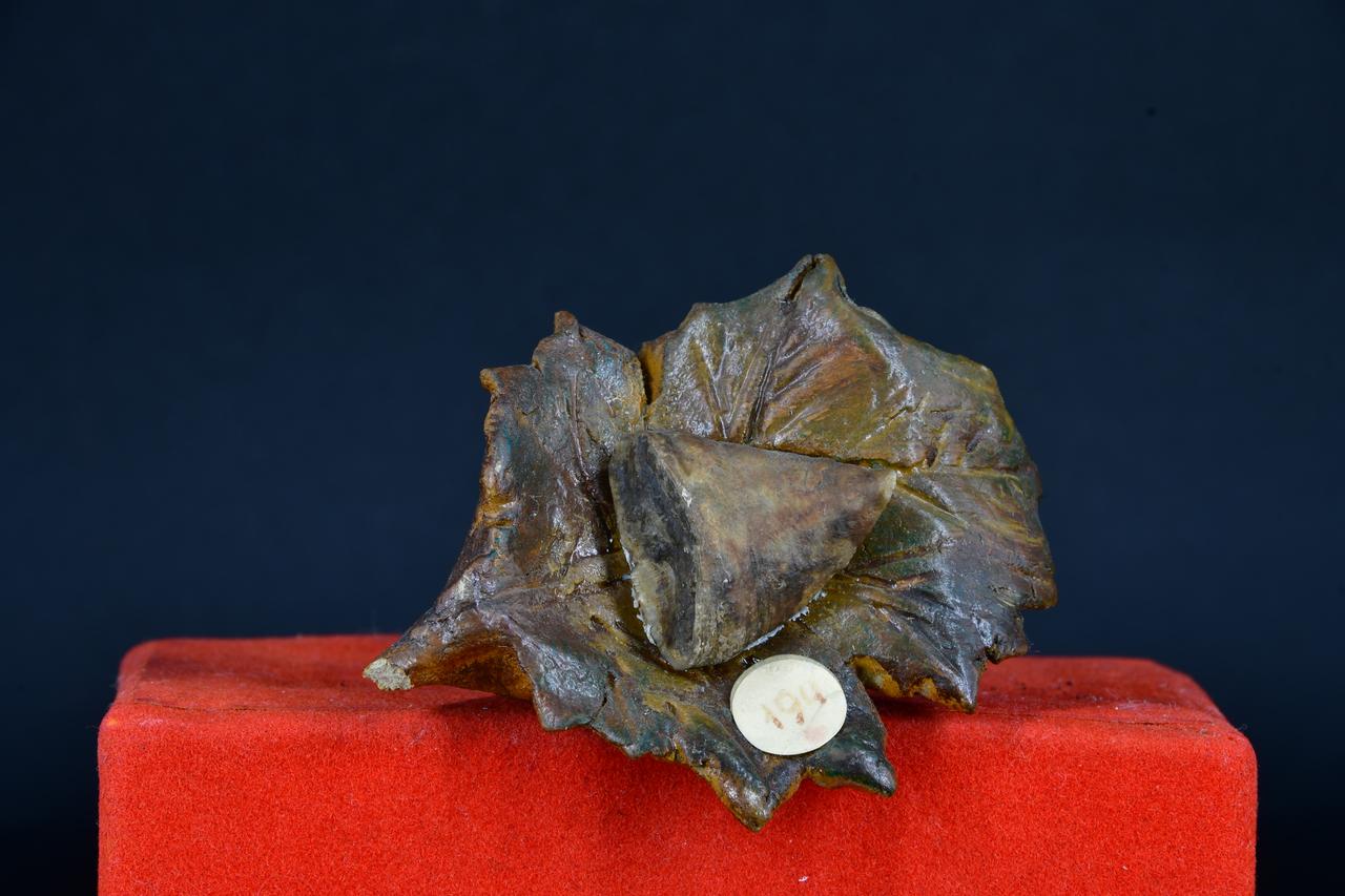 fossile (Calceola sandalina, esemplare)